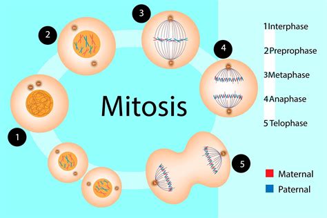 Meiosis Vs Mitosis Cells