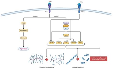 Ijms Free Full Text Cytokines And Chemokines Involved In