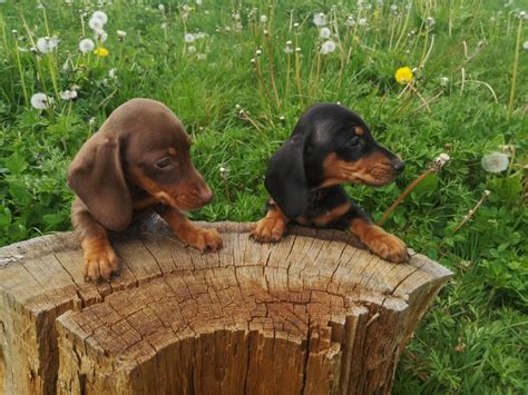 Consumer price index records highest rise since 2008. KC registered Miniature Dachshund Puppies | Derby, Derbyshire | Pets4Homes