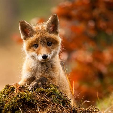 Download Baby Fox Adorable Baby Red Fox Wallpapertip