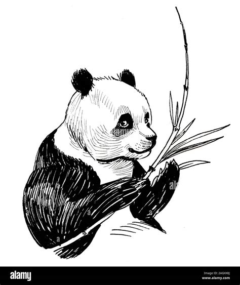Tisztán énekel Gyermek Panda Eating Bamboo Drawing Készen álltam Email