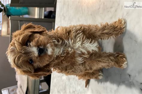 Miniature cavapoo puppies for sale in texas. Gumball: Cavapoo puppy for sale near Dallas / Fort Worth ...
