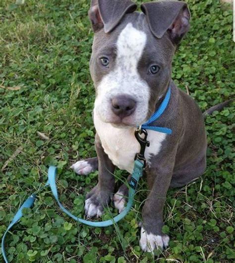 27 Cutest Blue Nose Pitbull Pictures Ever Page 5 The Paws