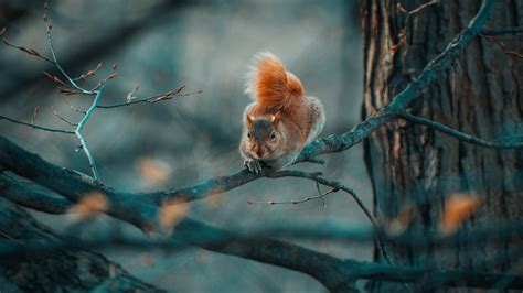 Squirrel Funny Branches Wildlife 4k Hd Wallpaper