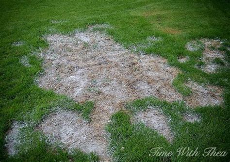 The Easiest Way To Repair Grass Damaged By Dogs Dog Urine Lawn