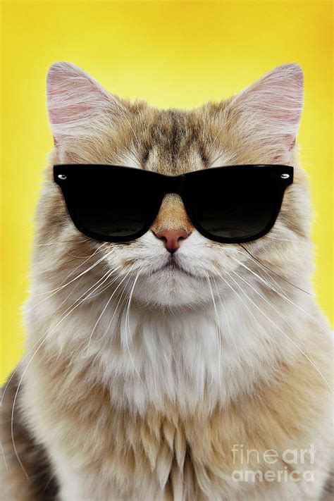 British Longhair Cat Wearing Sunglasses Photograph By Jean Michel Labat