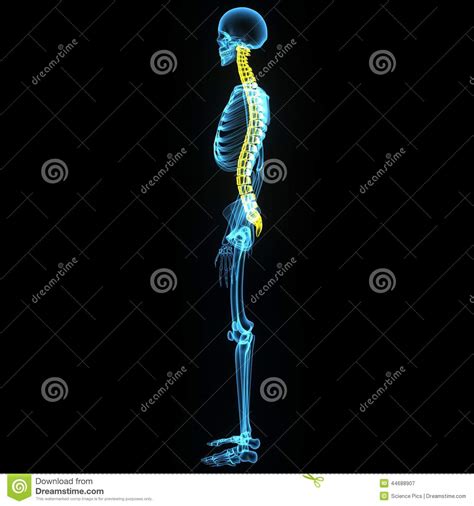 Cancellous (trabecular or spongy) bone: Skeleton Side View (Back Bone) Stock Illustration - Image: 44688907