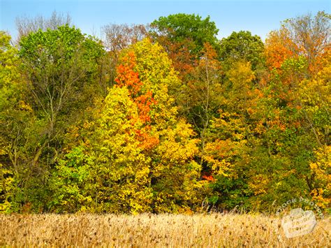 Free Fall Foliage Colorful Leaves Picture Autumn Panorama Image