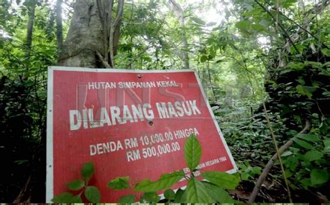 Hutan malaysia diserang, kata kumpulan pecinta alam. Nizam Rahman - Ladang Hutan Masih "Tersimpankah" Hutan ...