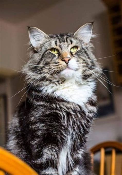 The Great Norwegian Forest Cats Article Articleted News And Articles