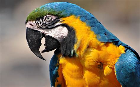 صور اجمل واذكى ببغاء المكاو Macaw Parrots عالم الصور