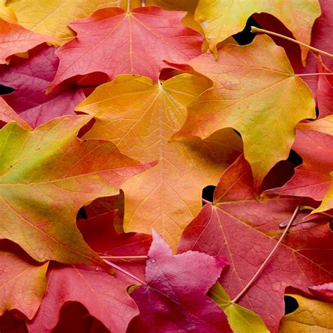 What to do with Fallen Autumn Leaves | Elite Tree Care