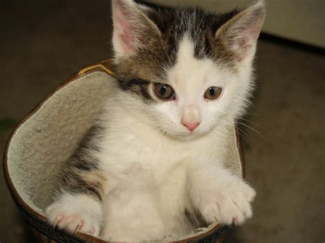 The southampton animal shelter and adoption center is a municipal shelter for the town of southampton providing animal control services for the town, offer pets for adoption, dog training and behavioral. Animal Shelters And Adoption Centers On Long Island