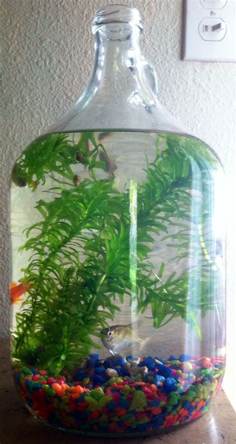 Did It Fishies In A Big Glass Jug I Scooped Some Fish From The Pond
