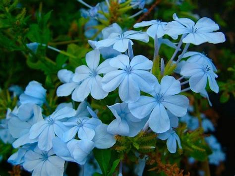 Giacinto, fiori di lupino, ipomea azzurra e plumbago fiori azzurri: Pronta per stampare Sfondi Con Fiori Azzurri - Immagini ...