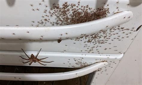 Huge Huntsman Spider And Its Hundreds Of Babies Found Nesting On A