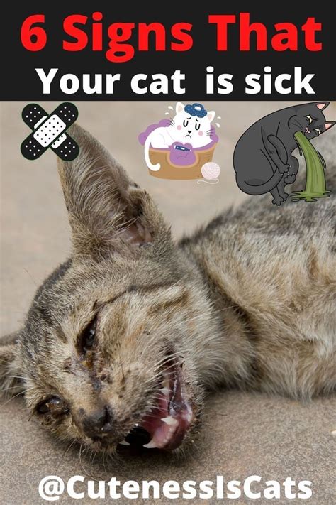 6 Signs That Your Cat Is Sick Cat Care Tips Healthy Care In 2023