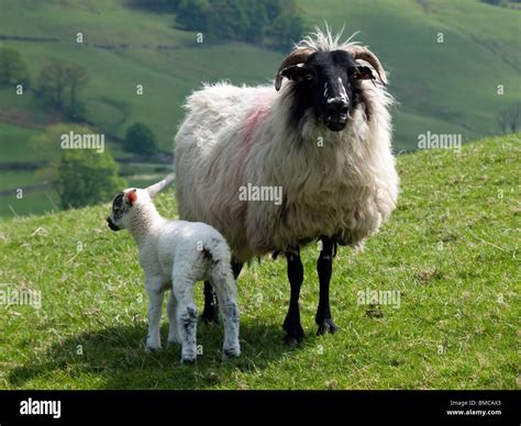 Long Haired Black Faced Fell Sheep With Young Lamb In Spring Sunshine