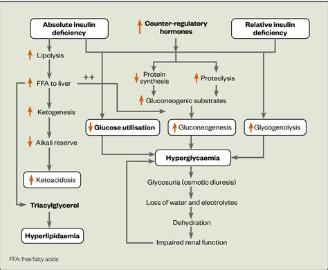 Diabetic Ketoacidosis Pathophysiology Diagram Diagram Resource My Xxx Hot Girl
