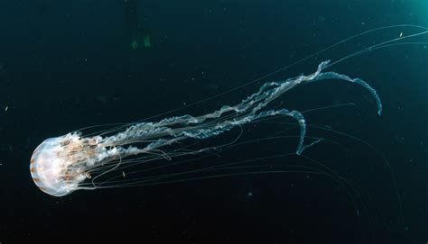 Морская оса — самая опасная медуза в мире