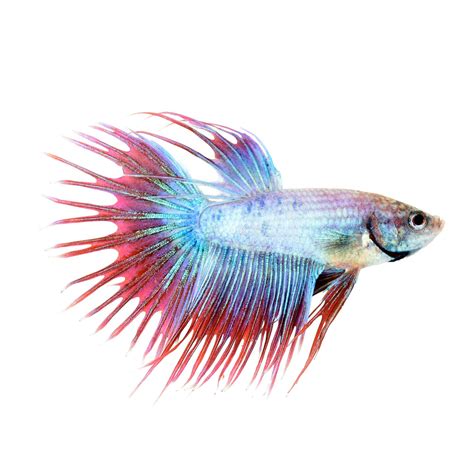 Cambodian Male Crowntail Bettas For Sale Petco