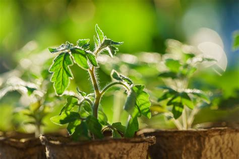 A hd time lapse of a tomato plant growing and tomatoes forming. Tomato plants in the early stages of growth. - Harvest Farm