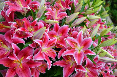 Big Bouquet Of Beautiful Pink Lilies Wallpapers And Images