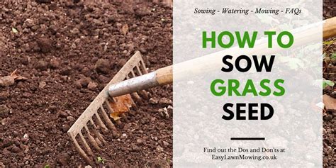 How To Sow Grass Seed