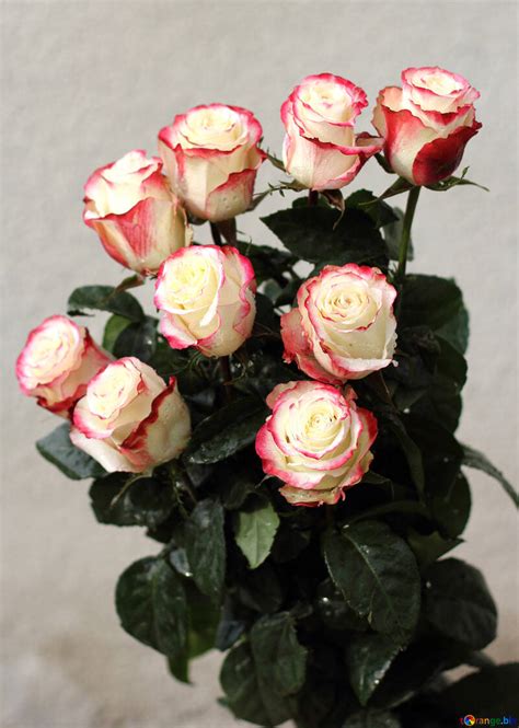 Bouquets, baskets, gifts, gourmet food Wedding flowers bouquet of roses rose flower № 22776
