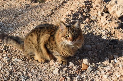Australias Problem With Feral Felines Science Times