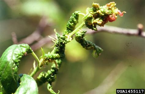 leafcurl plum aphid (Brachycaudus helichrysi ) on American ...