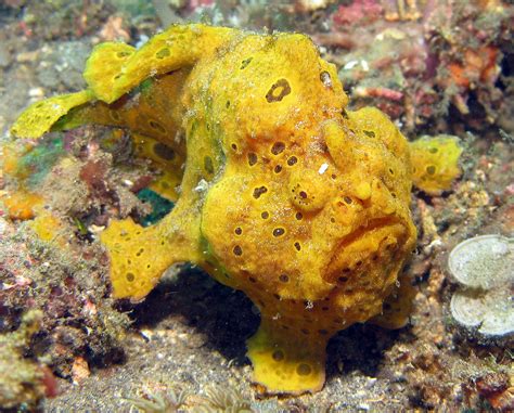 Reef Ogre Frogfish Survival Guide