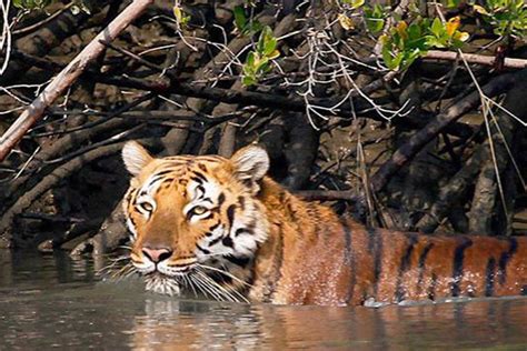 Sundarban Tiger Reserve Set To Reopen Its Gates To Tourists As Covid