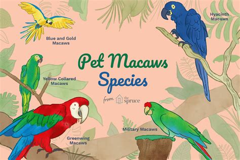 Different Types of Pet Macaws