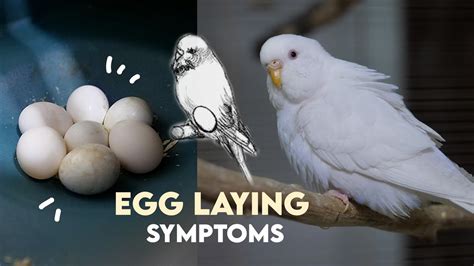 8 Signs Of A Pregnant Budgie 🥚 Youtube