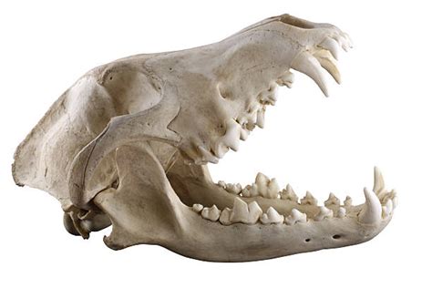 Royalty Free Wolf Skull Pictures Images And Stock Photos Istock