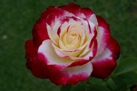 Worlds Top 10 Most Amazing Intensely Fragrant Roses Ever
