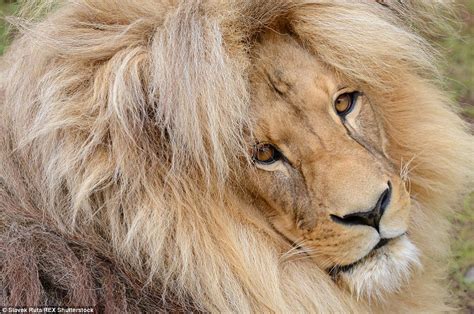 Lions Bouffant Style Hair Makes It The Mane Attraction At Czech Zoo