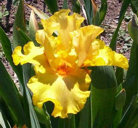 Canna beach junction 020 1006819c825 goonie farms inc. Reviews | Flower garden, Iris, Grand junction