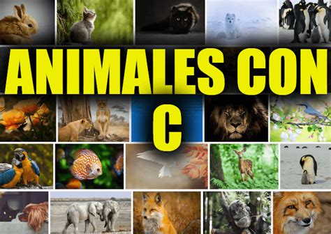 Animales Con C Lista Y Explicaciones De Animales Que Comienzan Con La