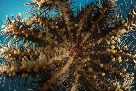 Crown Of Thorns Starfish Archives Living Oceans Foundationliving