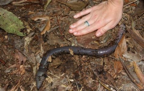 Massive Australian Earthworm Can Grow Up To 9 Feet Long 7 Pictures