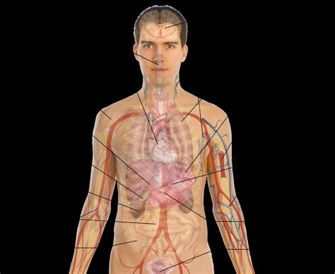 Male Anatomy Diagram Clipart Of A Medical Diagram Of The Male