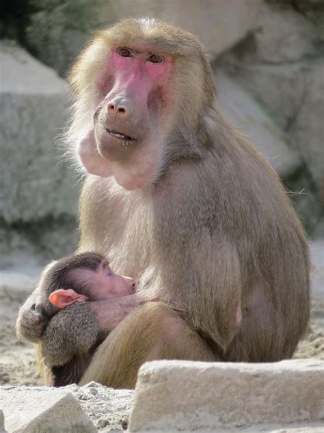 Akıllarda Tek Isim Buket Aydın Karaktersiz Habeş Maymunu Diye Bakın