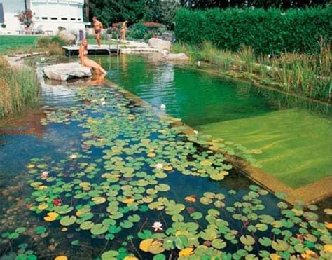 8 Reasons Why Natural Swimming Pools Are Awesome True Activist