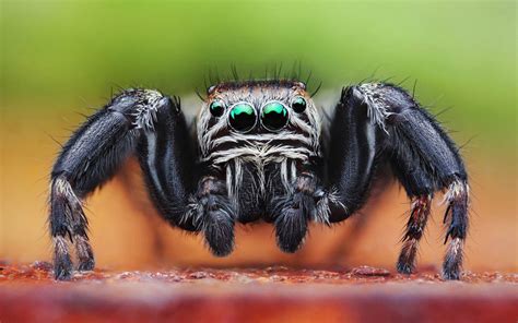 Spiders Consume A Around 880 Million Tons Of Insects Per Year