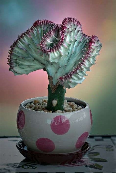Coral Cactus Little Monster Of Succulent World Unusualseeds