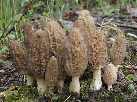 smrčok kužeľovitý Morchella conica Pers. | Stuffed mushrooms, Mushroom ...