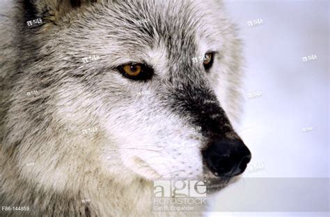 Gray Wolf Canis Lupus Female Vermont Usa Stock Photo Picture And