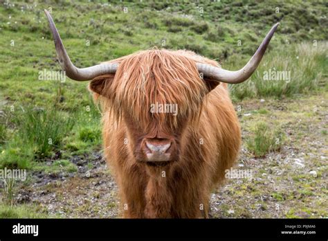 Scottish Highland Cattle Bos Taurus Animal Portrait Isle Of Skye
